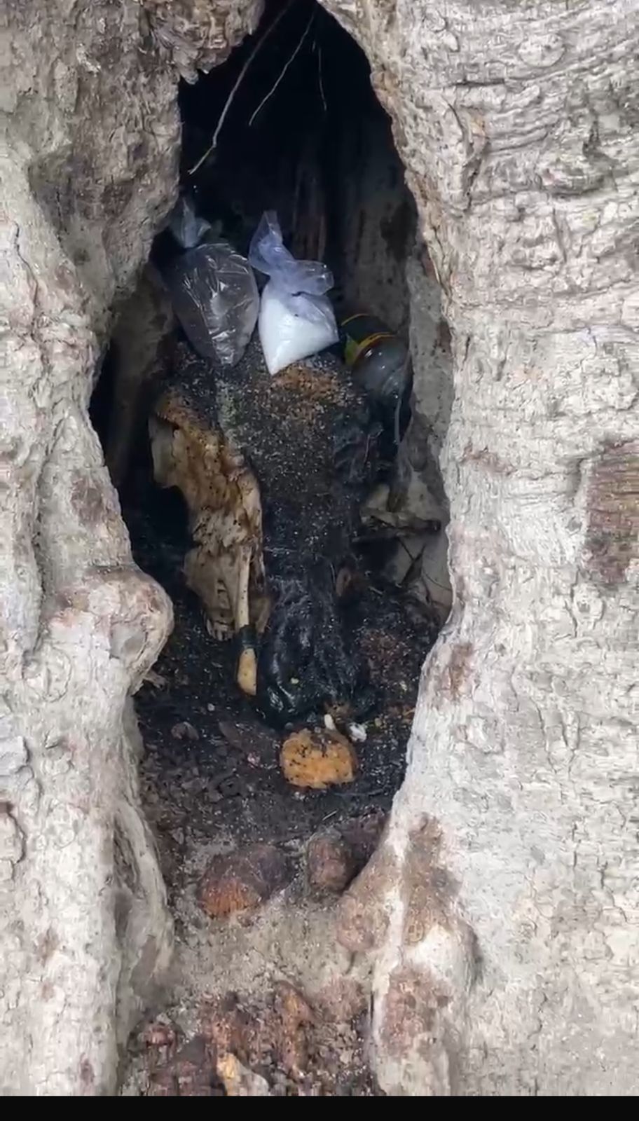 ਪਿੰਡ ‘ਚ ਬੇਅਦਬੀ ਦੀ ਘਿਨੌਣੀ ਘਟਨਾ: ਗਊ ਦਾ ਸਿਰ ਬੋਹੜ ਦੇ ਦਰੱਖਤ ‘ਚ ਟੰਗਿਆ